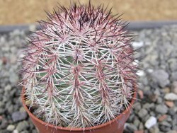 Echinocereus dasyacanthus výběr z květů, květináč 5,5 cm - 12410707