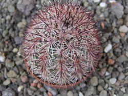 Echinocereus dasyacanthus výběr z květů, květináč 5,5 cm - 12410709