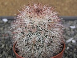 Echinocereus dasyacanthus výběr z květů, květináč 5,5 cm