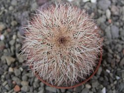 Echinocereus dasyacanthus výběr z květů, květináč 5,5 cm - 12410713