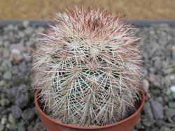 Echinocereus dasyacanthus výběr z květů, květináč 5,5 cm - 12410714