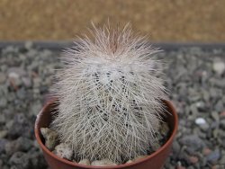 Echinocereus baileyi DJF 1327 Medicine Park, pot 5,5 cm - 12410715