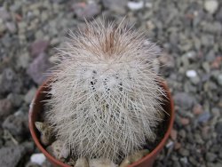 Echinocereus baileyi DJF 1327 Medicine Park, pot 5,5 cm - 12410716