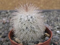 Echinocereus baileyi DJF 1327 Medicine Park, pot 5,5 cm - 12410718
