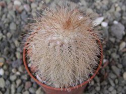 Echinocereus baileyi DJF 1327 Medicine Park, pot 5,5 cm