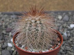 Echinocereus baileyi DJF 1327 Medicine Park, pot 5,5 cm - 12410722