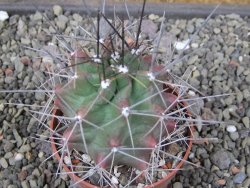 Echinocereus triglochidiatus květináč 6,5 cm - 12410725