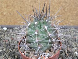 Echinocereus triglochidiatus květináč 6,5 cm - 12410728