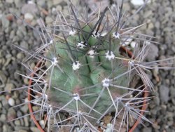 Echinocereus triglochidiatus květináč 6,5 cm - 12410730
