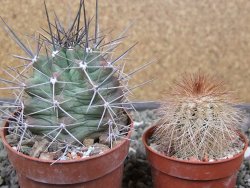 Echinocereus triglochidiatus květináč 6,5 cm - 12410732