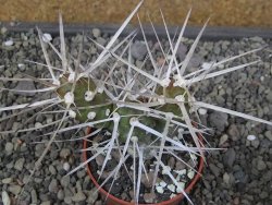 Tephrocactus darwinii Churiaca Neuguin XL pot 6,5 cm - 12410735