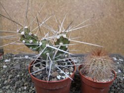 Tephrocactus darwinii Churiaca Neuguin XL pot 6,5 cm - 12410737