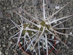 Tephrocactus darwinii Churiaca Neuguin XL pot 6,5 cm - 12410742