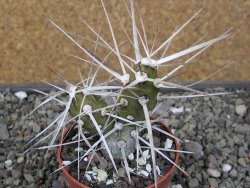 Tephrocactus darwinii Churiaca Neuguin XL pot 6,5 cm - 12410743