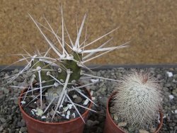Tephrocactus darwinii Churiaca Neuguin XL pot 6,5 cm - 12410744