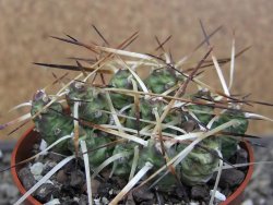 Maihuenia ovata, květináč 6,5 cm - 12410748