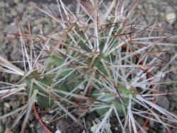 Maihuenia ovata, květináč 6,5 cm