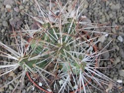 Maihuenia ovata, květináč 6,5 cm - 12410751