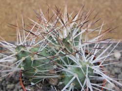 Maihuenia ovata, květináč 6,5 cm - 12410752