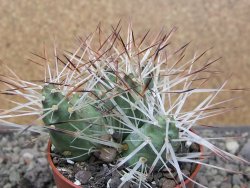 Maihuenia ovata, květináč 6,5 cm - 12410753