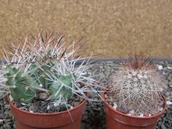 Maihuenia ovata, květináč 6,5 cm - 12410754