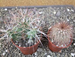 Maihuenia ovata, květináč 6,5 cm - 12410755