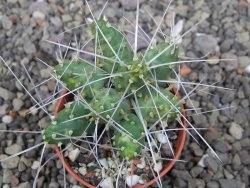 Maihuenia ovata, květináč 5,5 cm - 12410756