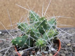 Maihuenia ovata, květináč 5,5 cm - 12410758