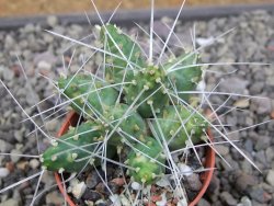 Maihuenia ovata, květináč 5,5 cm - 12410759