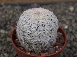 Echinocereus reichenbachii albispinus pot 5,5 cm - 12410763