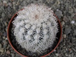 Echinocereus reichenbachii albispinus x baileyi pot 6,5 cm - 12410766