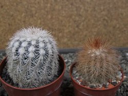 Echinocereus reichenbachii albispinus x baileyi pot 6,5 cm - 12410767