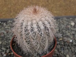 Echinocereus reichenbachii albispinus x baileyi pot 6,5 cm
