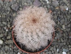 Echinocereus reichenbachii albispinus x baileyi pot 6,5 cm - 12410771