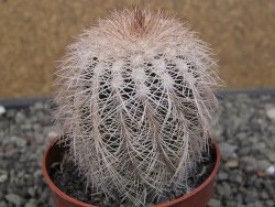Echinocereus reichenbachii albispinus x baileyi pot 6,5 cm - 12410772