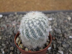 Echinocereus reichenbachii albispinus x baileyi pot 5,5 cm - 12410773