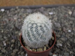 Echinocereus reichenbachii albispinus x baileyi pot 5,5 cm - 12410775
