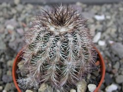 Echinocereus X purpureus, květináč 5,5 cm
