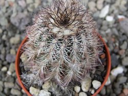 Echinocereus X purpureus, květináč 5,5 cm - 12410777