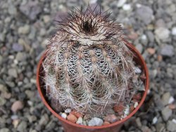 Echinocereus X purpureus, květináč 5,5 cm - 12410779