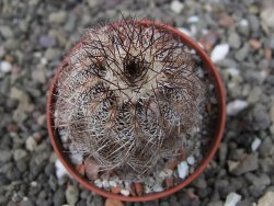 Echinocereus X purpureus, květináč 5,5 cm - 12410780