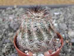 Echinocereus X purpureus, květináč 5,5 cm - 12410781