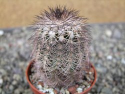 Echinocereus X purpureus, květináč 5,5 cm - 12410784