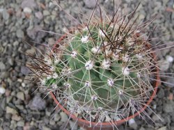 Echinocereus triglochidiatus Santa Fe, pot 6,5 cm - 12410786