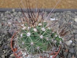 Echinocereus triglochidiatus Santa Fe, pot 6,5 cm - 12410787