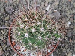 Echinocereus triglochidiatus Santa Fe, pot 6,5 cm - 12410788