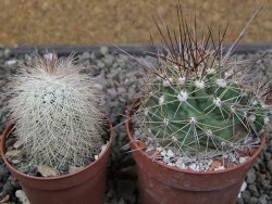 Echinocereus triglochidiatus Santa Fe, pot 6,5 cm - 12410789