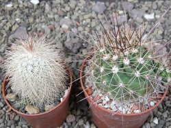 Echinocereus triglochidiatus Santa Fe, pot 6,5 cm - 12410790