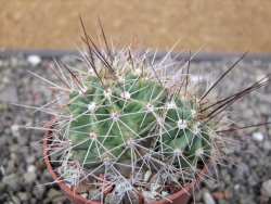 Echinocereus triglochidiatus Santa Fe, pot 6,5 cm - 12410792