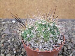 Echinocereus triglochidiatus Santa Fe, pot 6,5 cm - 12410794